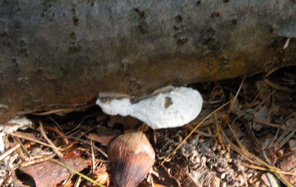 Trametes sp...